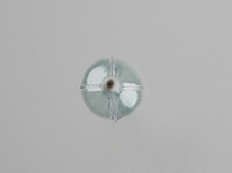 Advance Enforcer 35 Focal-Force PTA Balloon Catheter